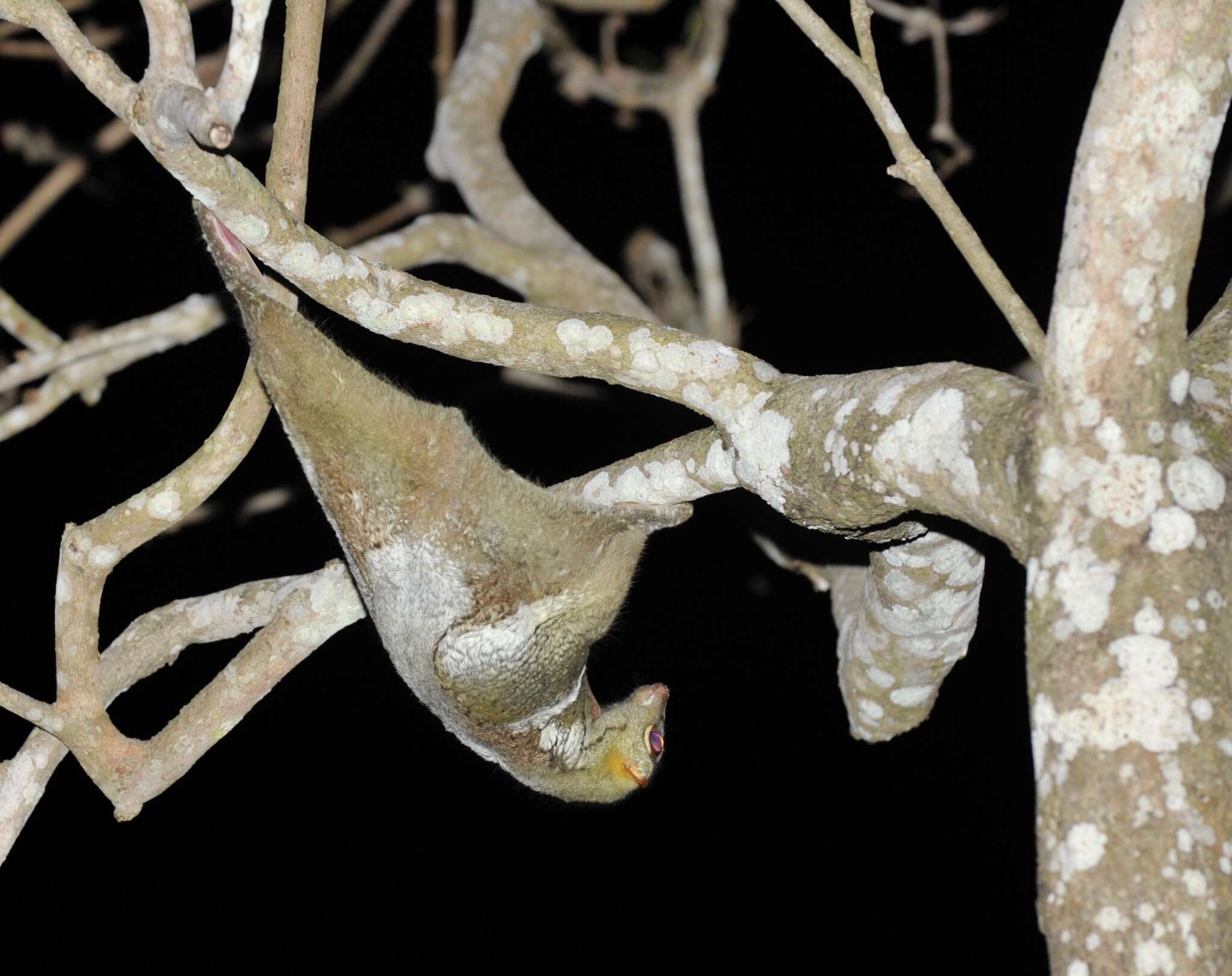 Image of Malayan Flying Lemurs