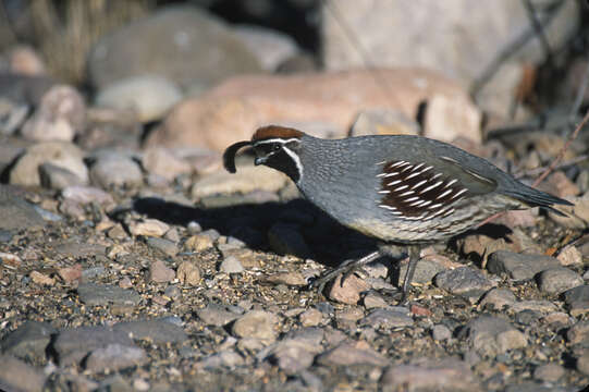 Image of Gambel's Quail