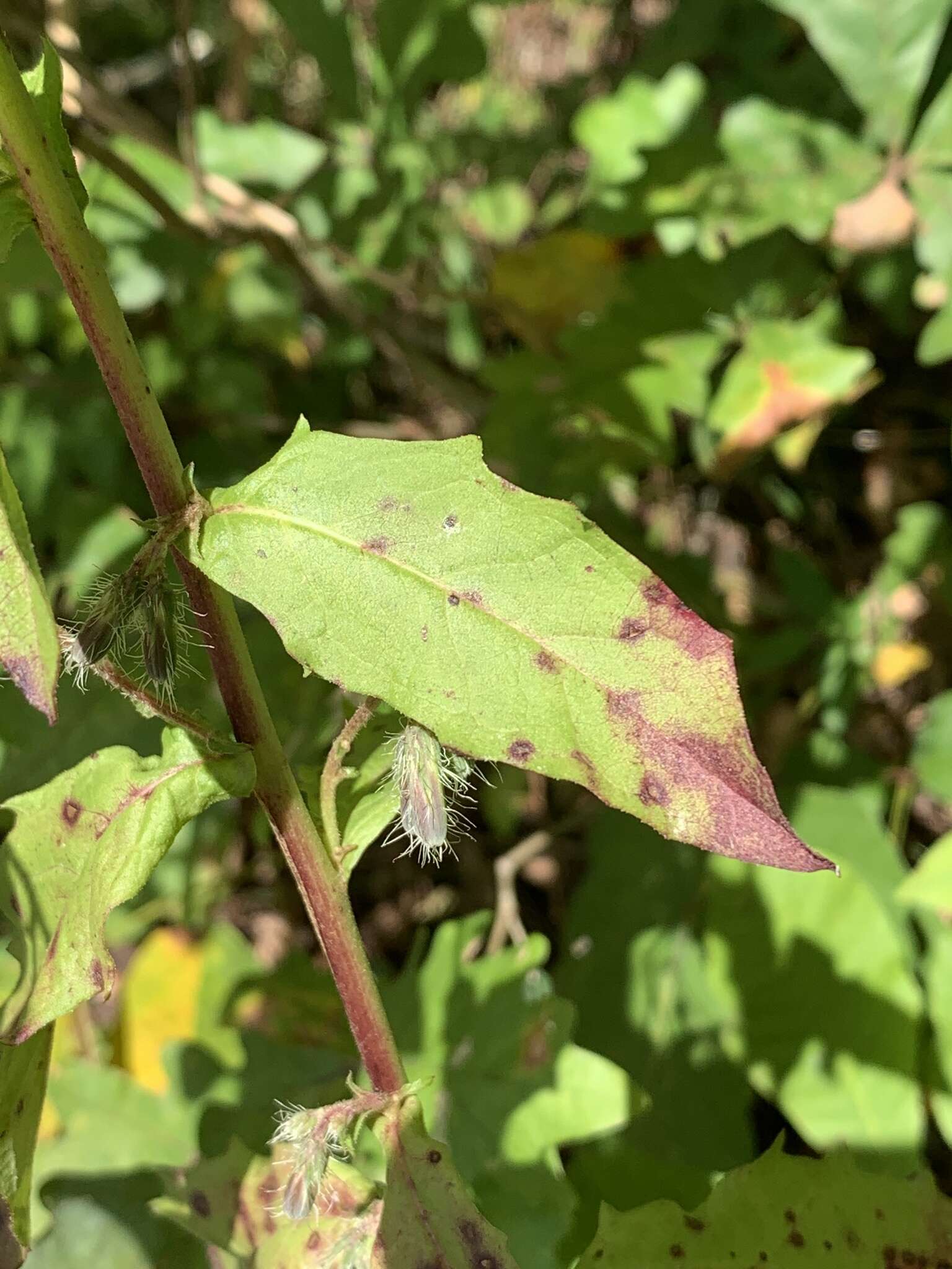 Image of barbed rattlesnakeroot