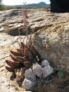 Image of Button Plants