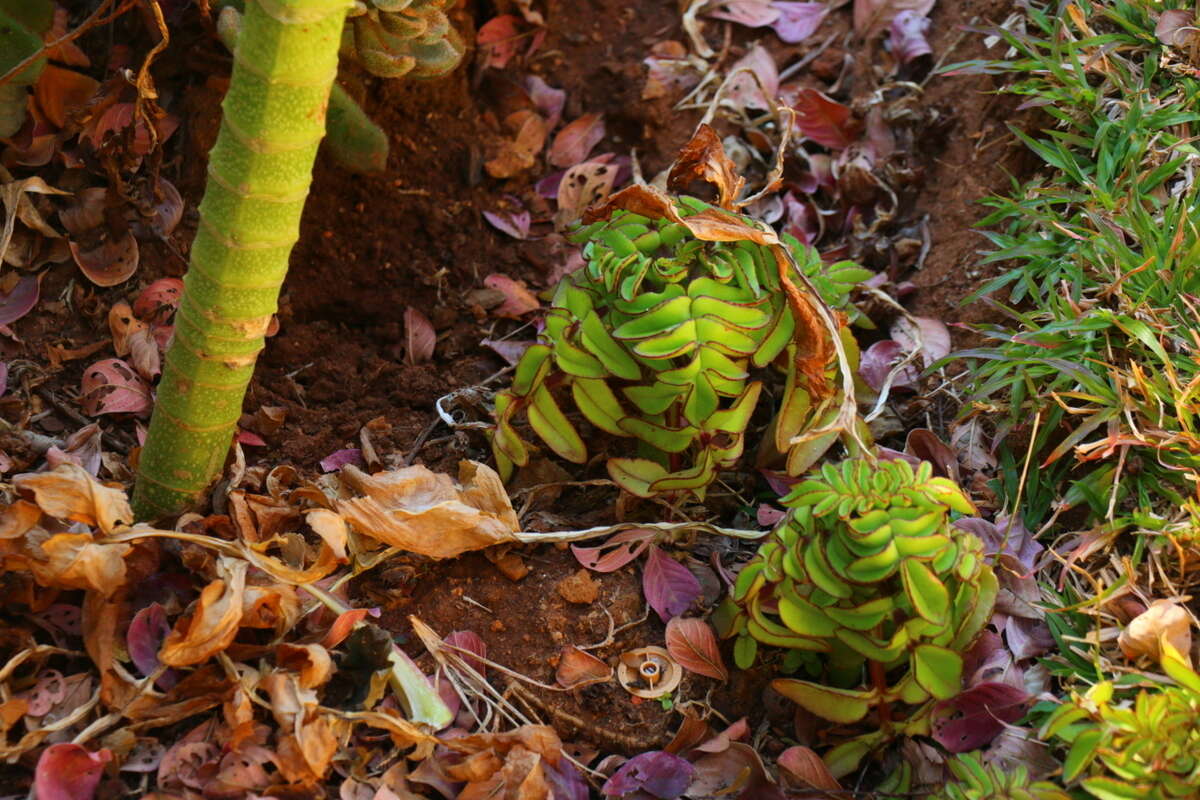 Image of Kalanchoe prolifera