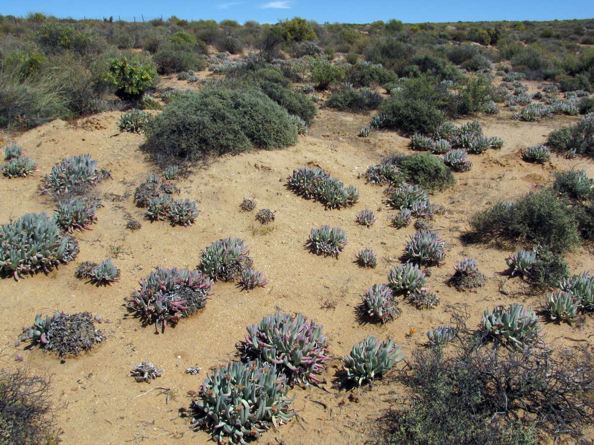 Image of Cheiridopsis denticulata (Haw.) N. E. Br.