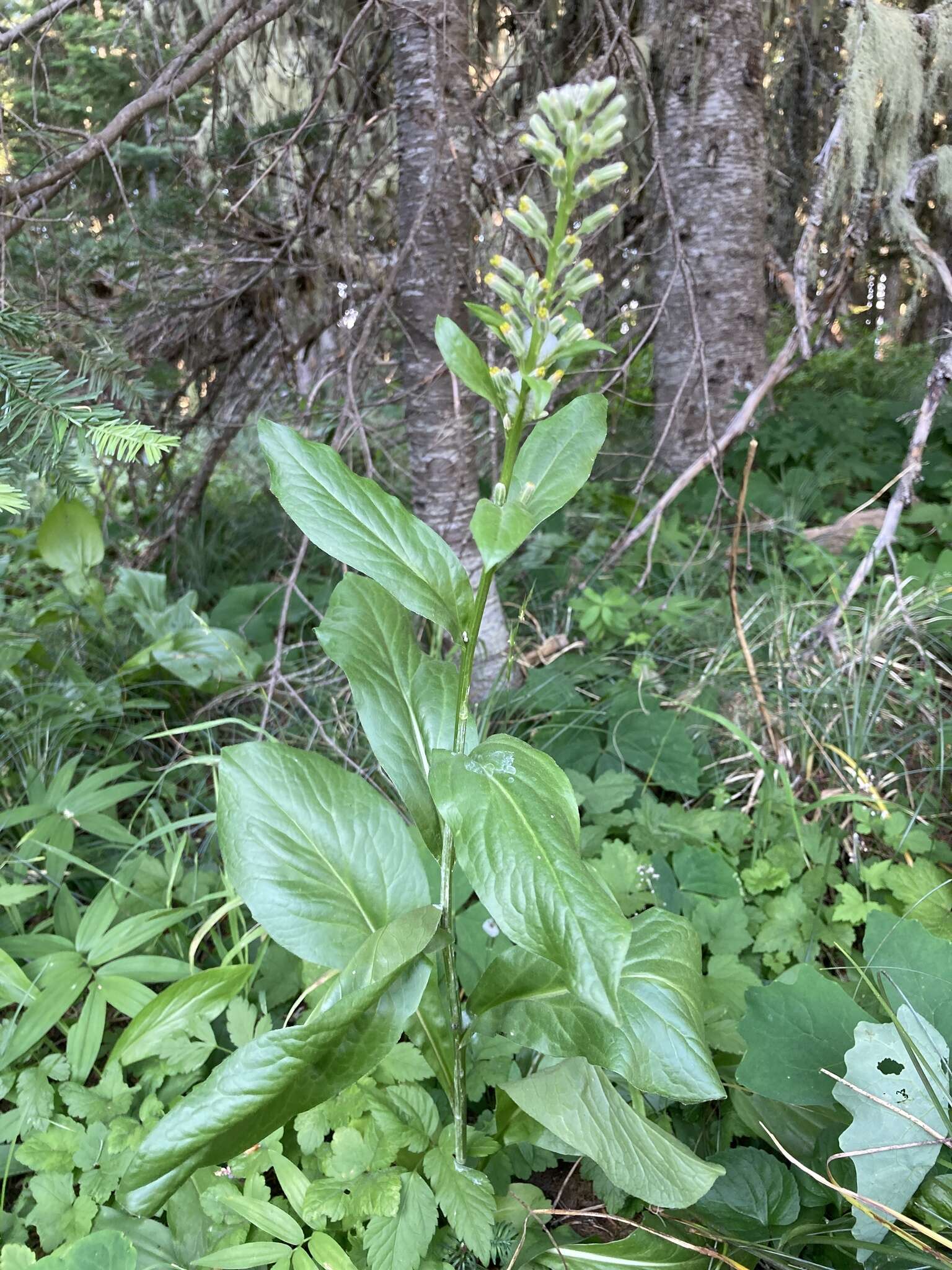 Image de Rainiera stricta (Greene) Greene