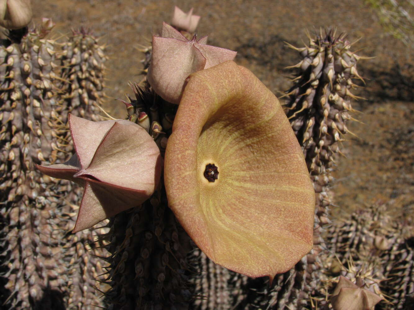 Image de Ceropegia gordonii (Masson) Bruyns