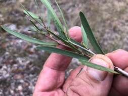 Image of Denhamia cunninghamii (Hook.) M. P. Simmons