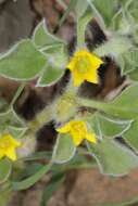 Image of Purslane-leaved aizoon