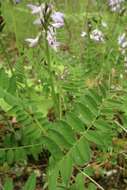 صورة Astragalus alpinus L.