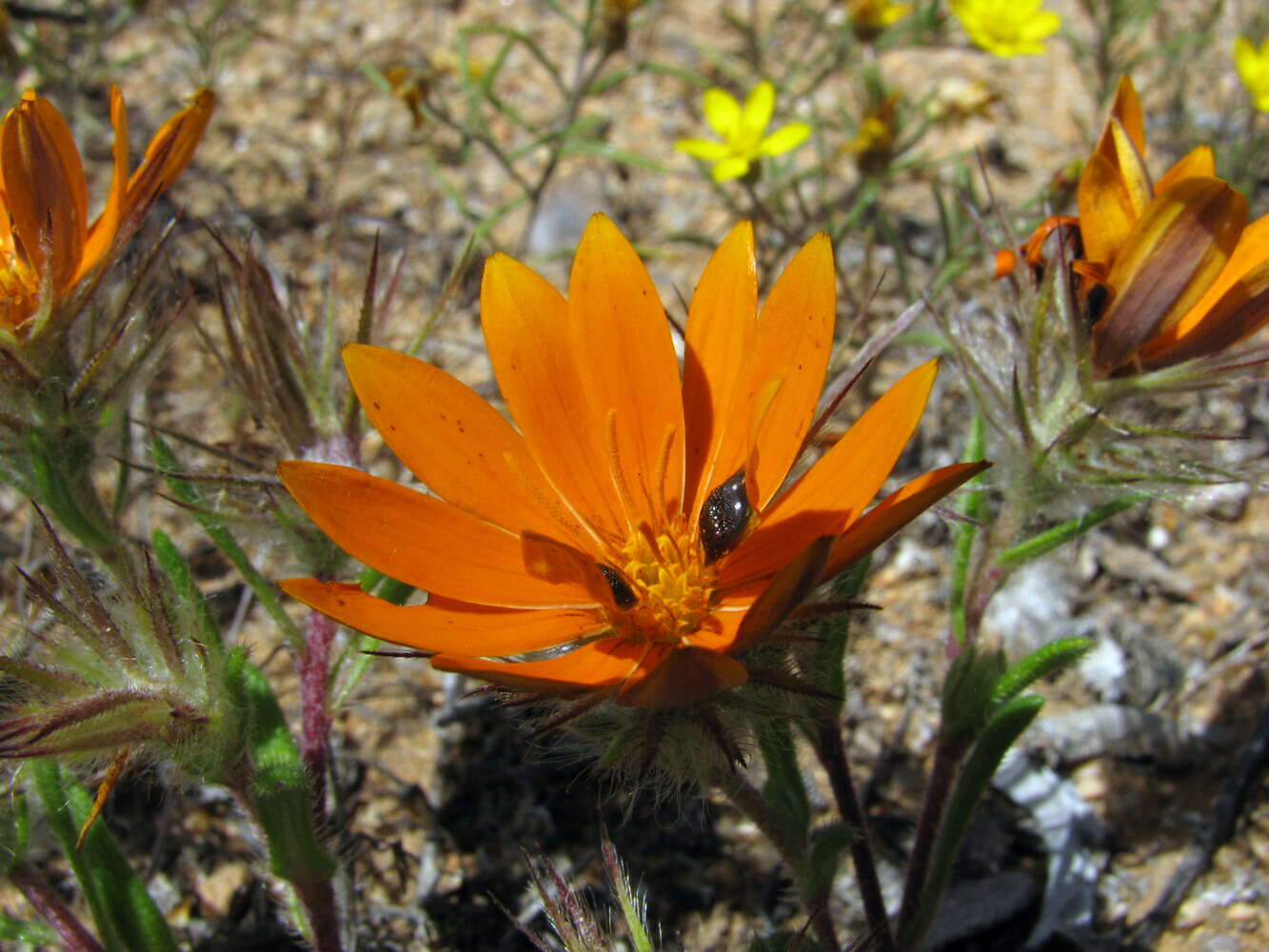 Image of beetle daisy