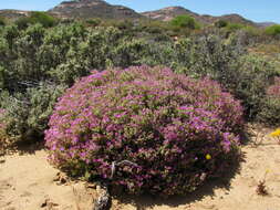 Imagem de Drosanthemum floribundum (Haw.) Schwant.