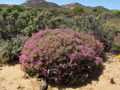 Imagem de Drosanthemum floribundum (Haw.) Schwant.