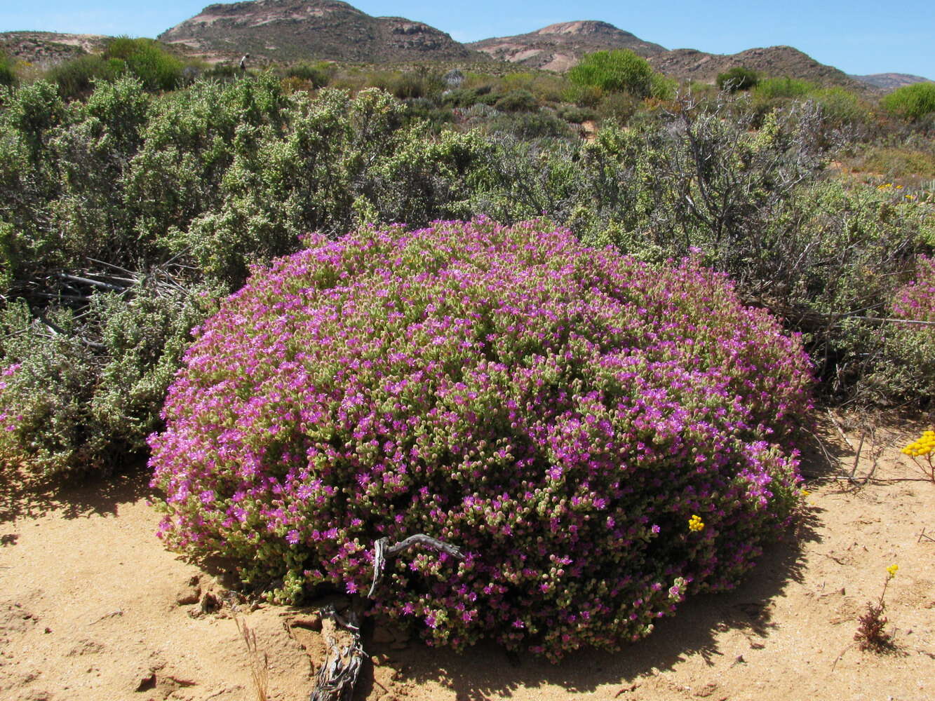 Imagem de Drosanthemum floribundum (Haw.) Schwant.