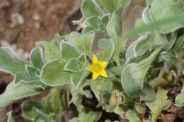 Image of Purslane-leaved aizoon