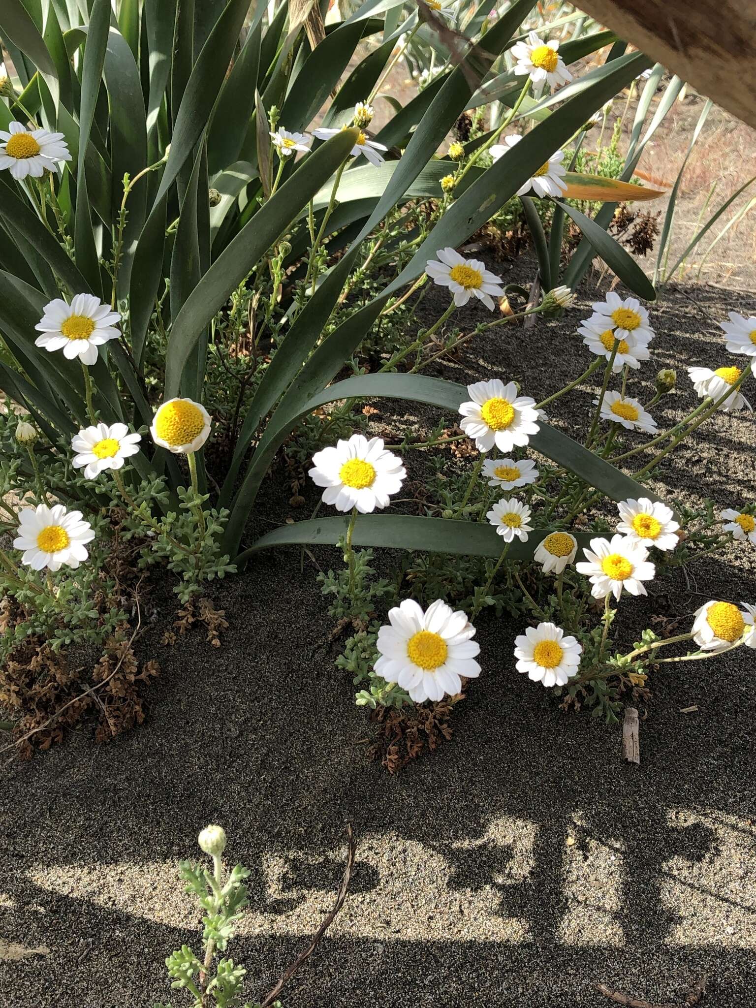 Слика од Anthemis maritima L.