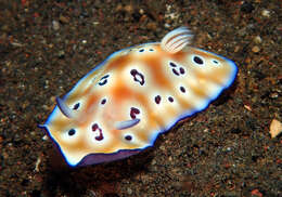 Image of Goniobranchus leopardus (Rudman 1987)