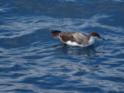 Image of Buller's Shearwater