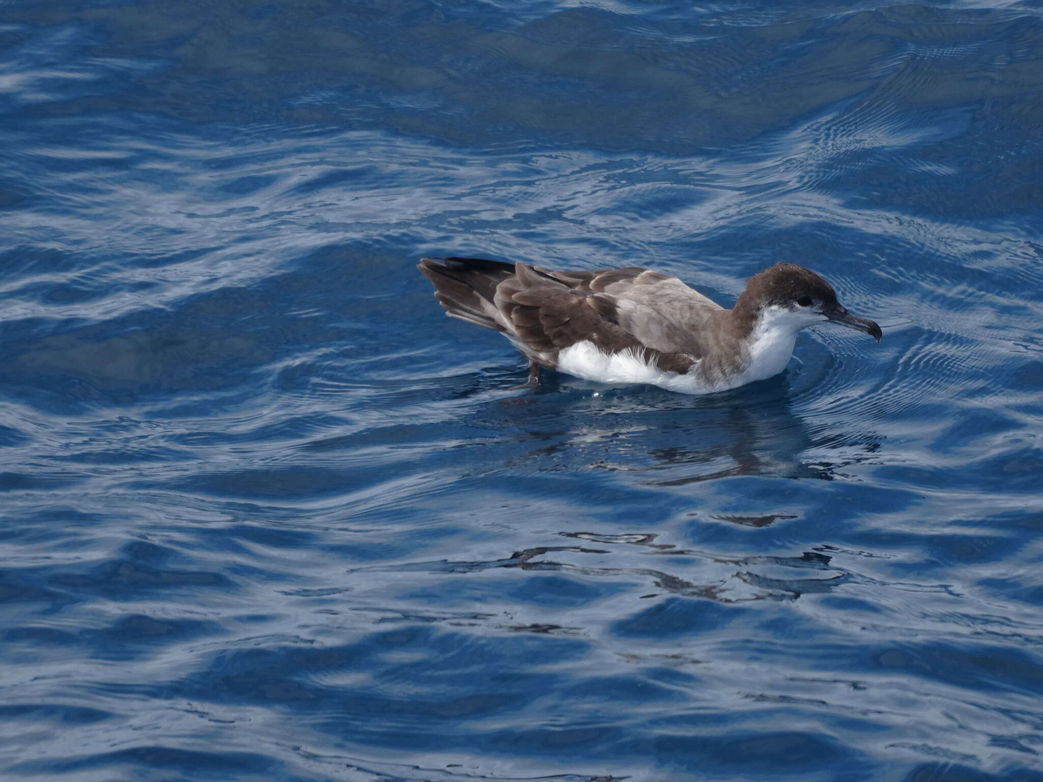 Image of Buller's Shearwater