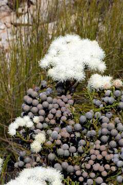 Image of Brunia noduliflora P Goldblatt & J. C. Manning