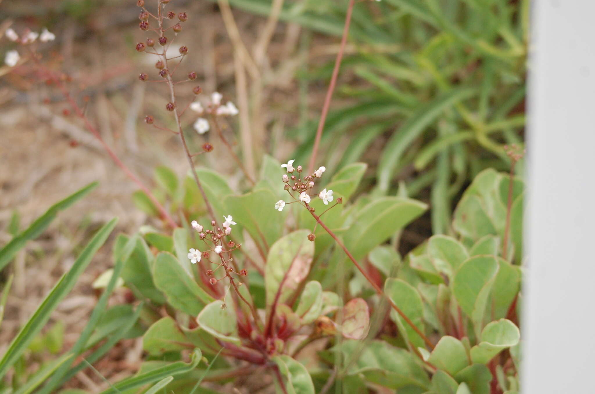 Image of limewater brookweed