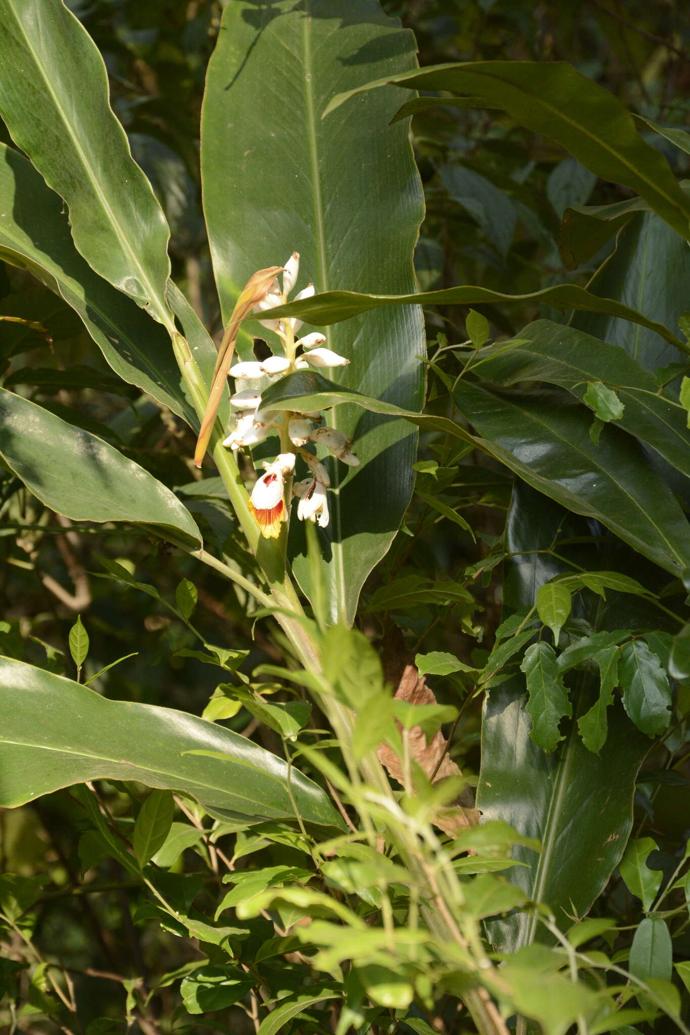 Image of Alpinia malaccensis (Burm. fil.) Roscoe