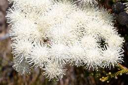 Sivun Brunia noduliflora P Goldblatt & J. C. Manning kuva