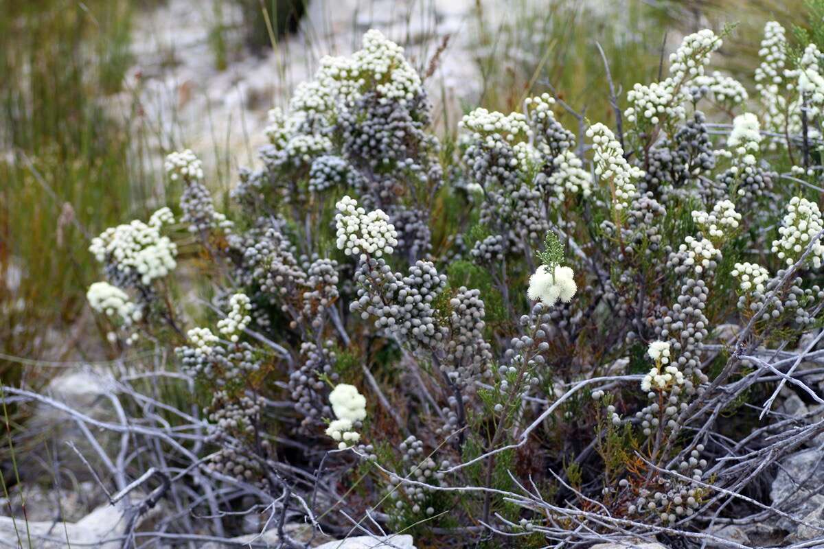 Sivun Brunia noduliflora P Goldblatt & J. C. Manning kuva