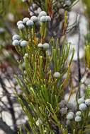 Sivun Brunia noduliflora P Goldblatt & J. C. Manning kuva