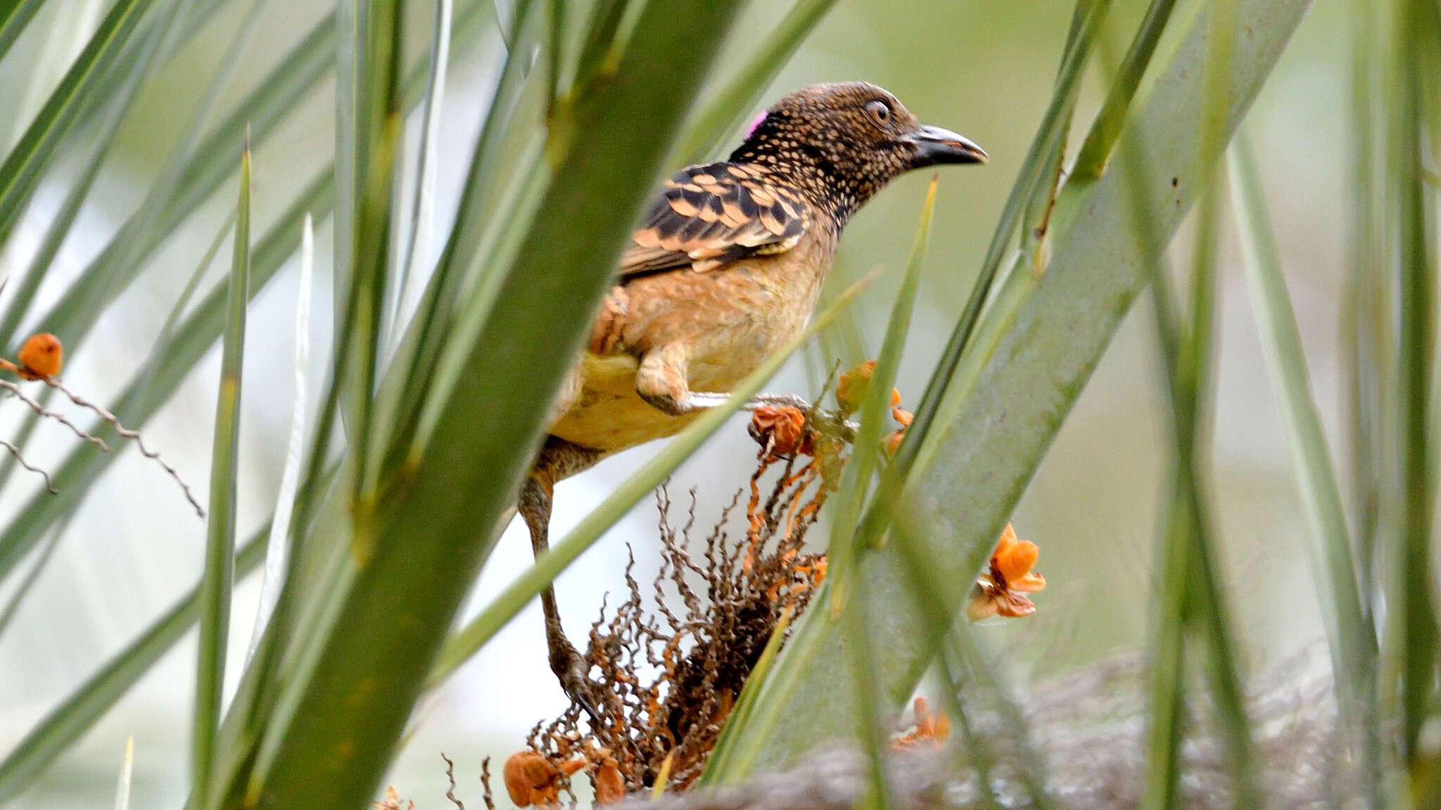 Image of Western Bowerbird