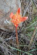 Imagem de Haemanthus sanguineus Jacq.