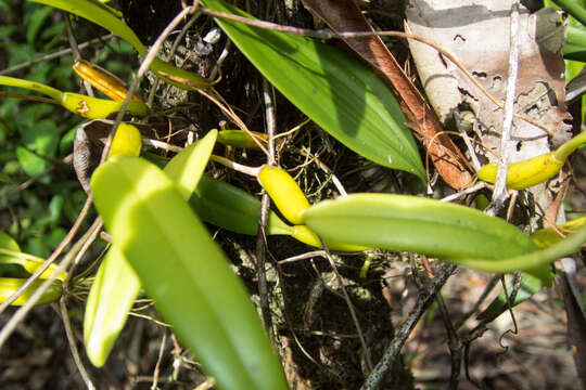 Image of Pom-pom Orchid