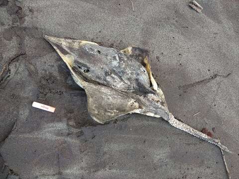 Image of New Zealand rough skate