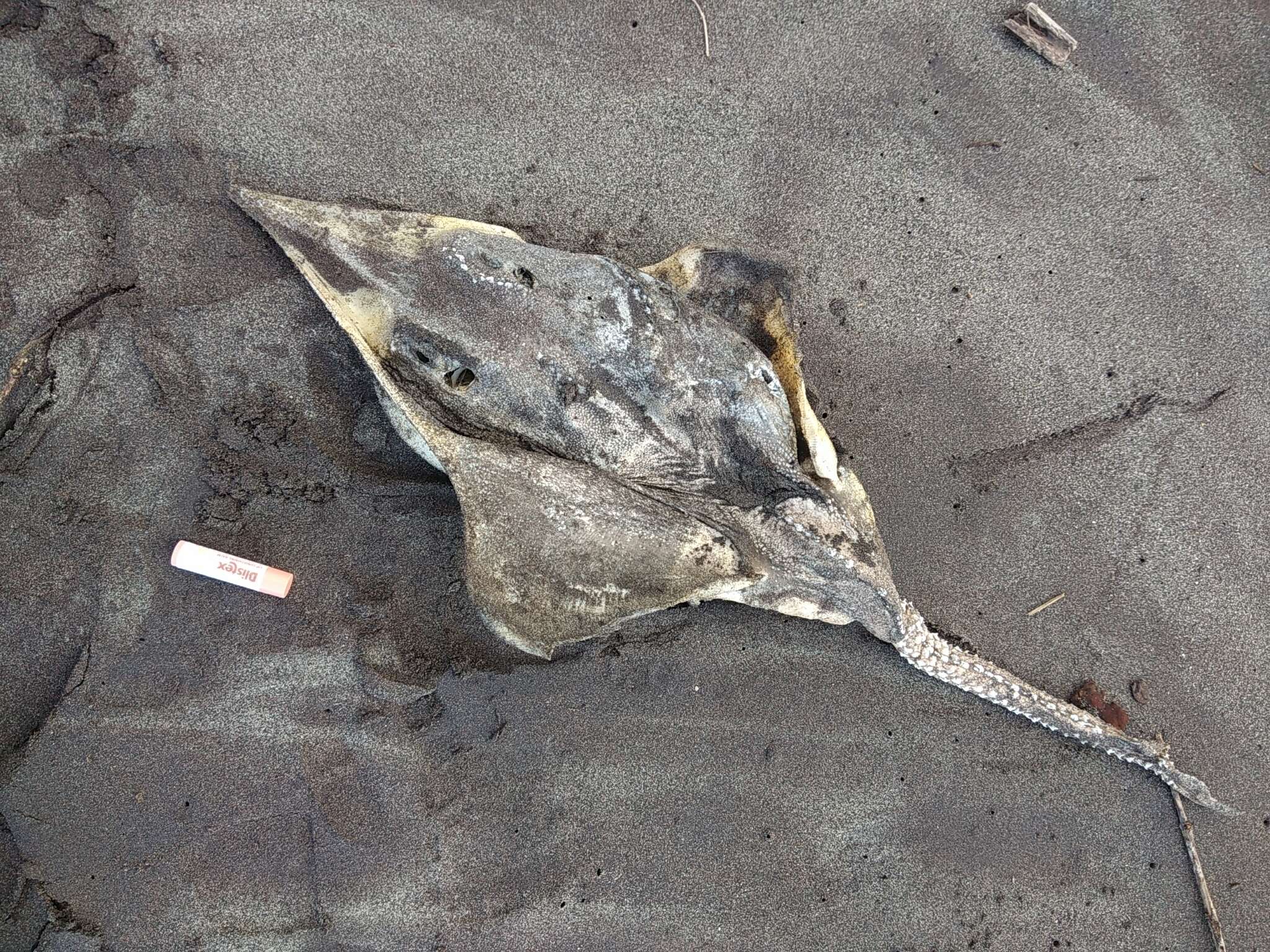 Image of New Zealand rough skate