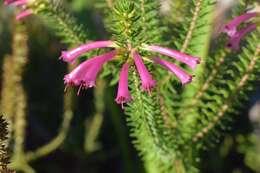 Image of Erica abietina subsp. atrorosea E. G. H. Oliv. & I. M. Oliv.