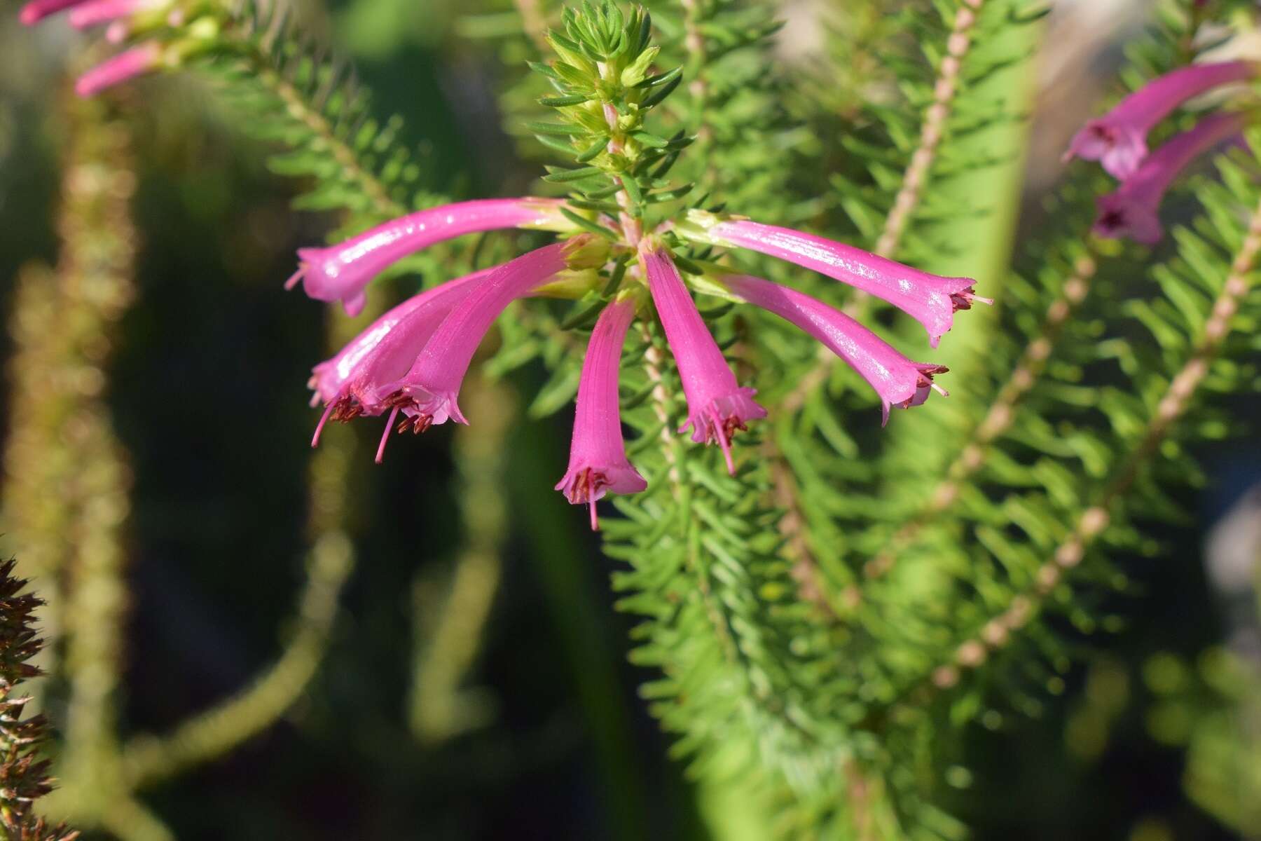 Image of Erica abietina subsp. atrorosea E. G. H. Oliv. & I. M. Oliv.