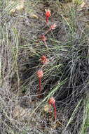 Imagem de Haemanthus sanguineus Jacq.