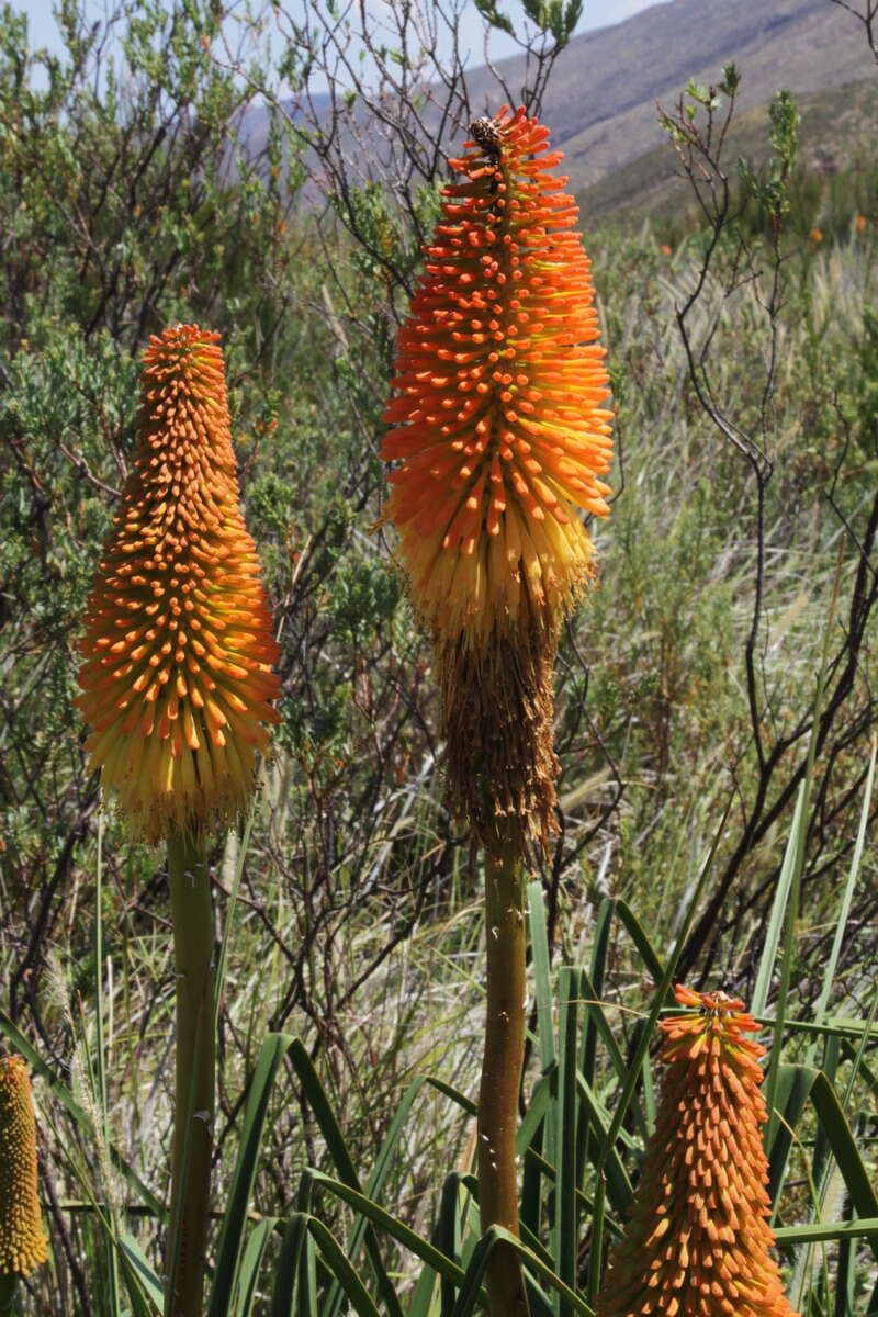 Imagem de Kniphofia uvaria (L.) Oken