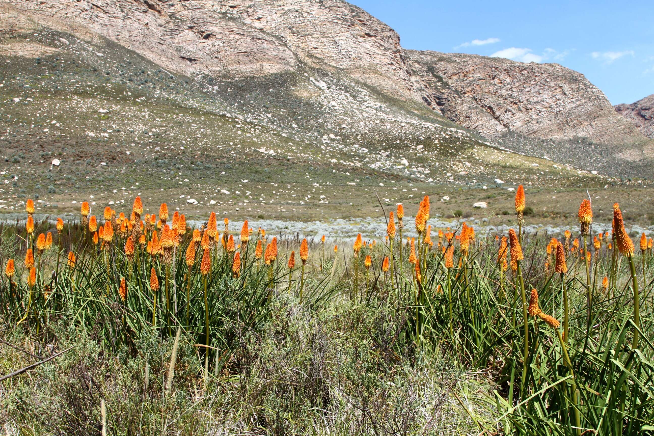 Imagem de Kniphofia uvaria (L.) Oken