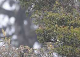 صورة Nephelornis Lowery & Tallman 1976