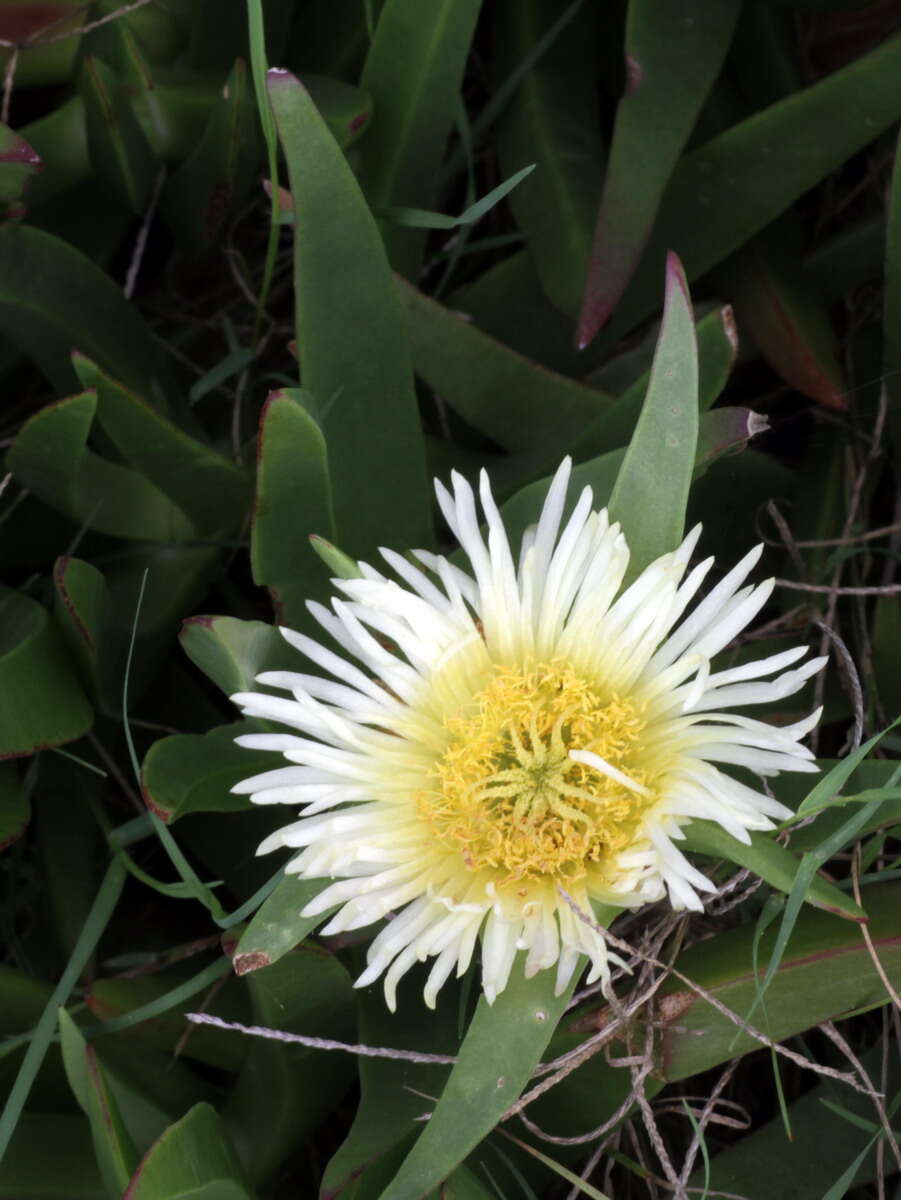 Imagem de Carpobrotus edulis (L.) N. E. Br.