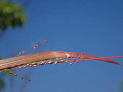 Imagem de Panicum humile Steud.