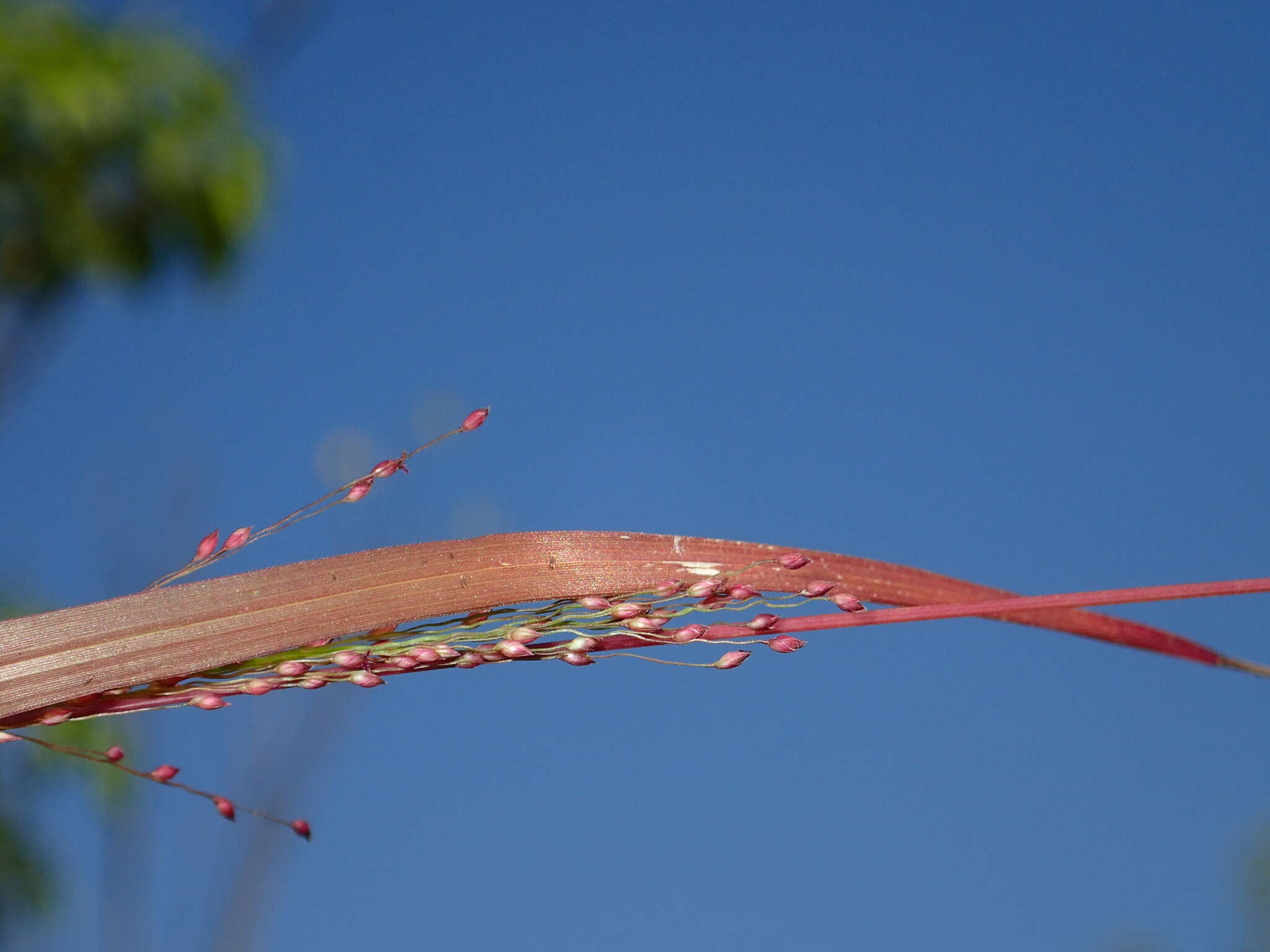 Imagem de Panicum humile Steud.