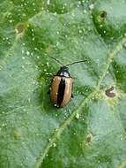 Image of Horseradish Flea Beetle