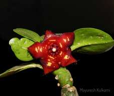 Image of Ceropegia frerei (Rowley) Bruyns