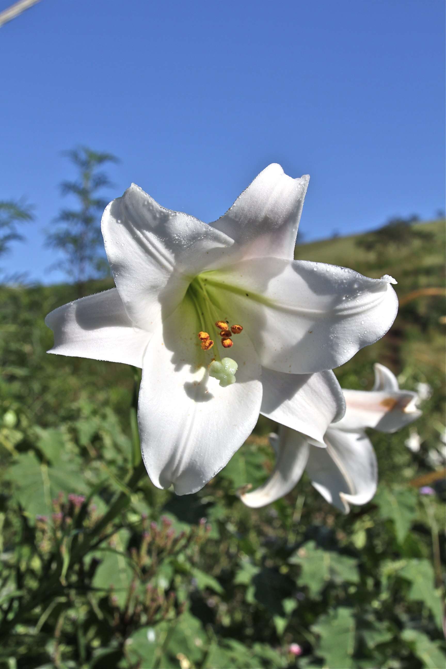 Image of Formosa lily