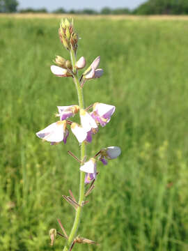 Image of Illinois ticktrefoil