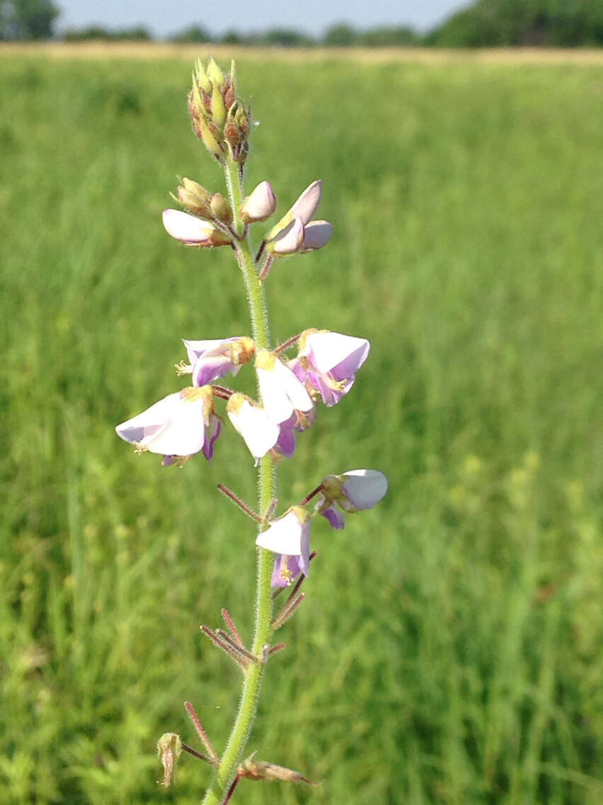 Image of Illinois ticktrefoil