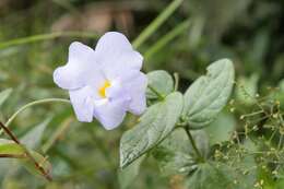 Image of Thunbergia natalensis Hook.