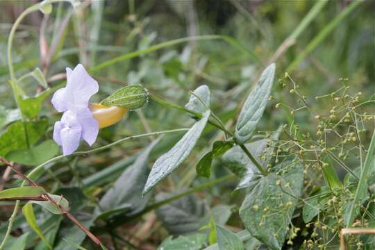 Image of Thunbergia natalensis Hook.