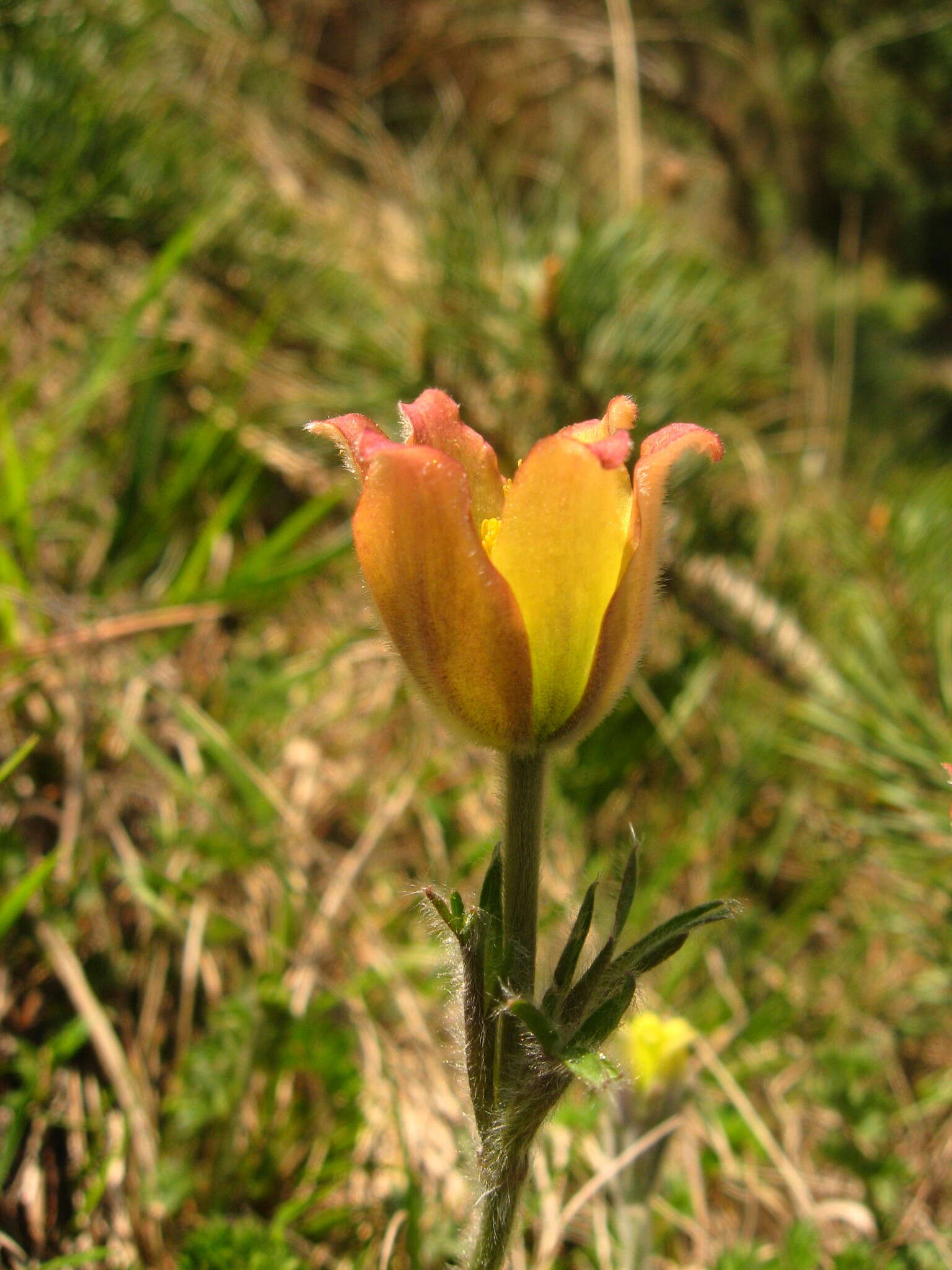 Image of Pulsatilla albana subsp. andina (Rupr.) Zämelis