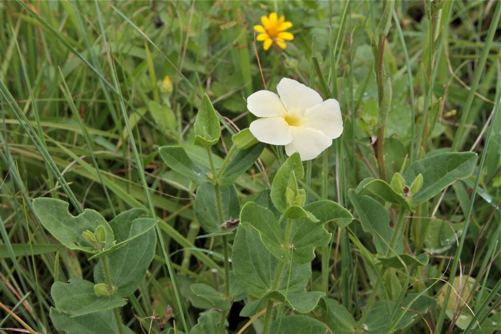 Image of Natal primrose