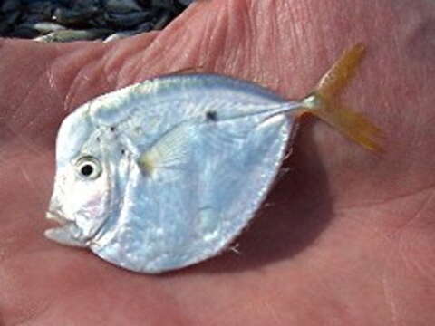 Image of Atlantic Moonfish